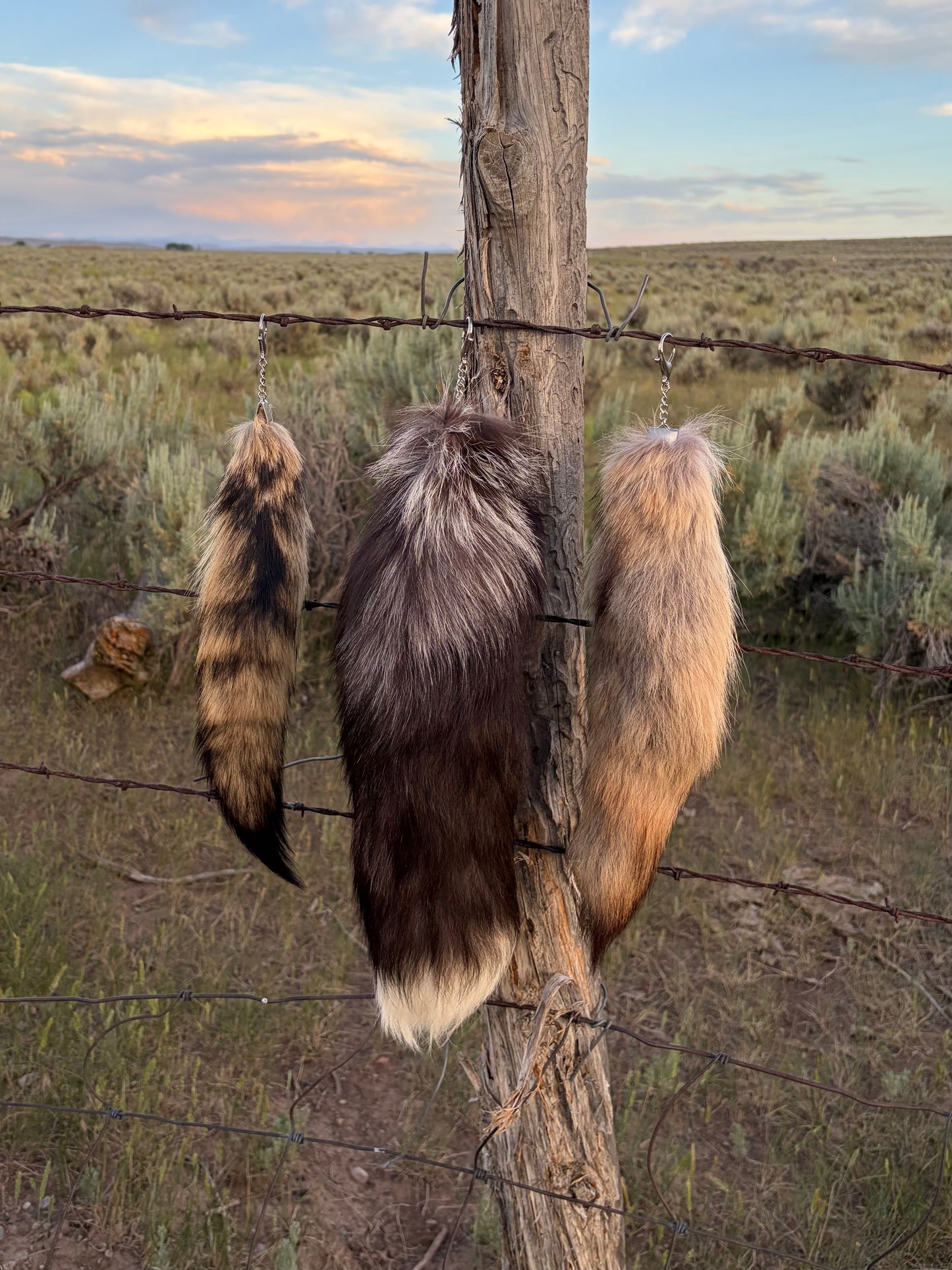 Large Tail