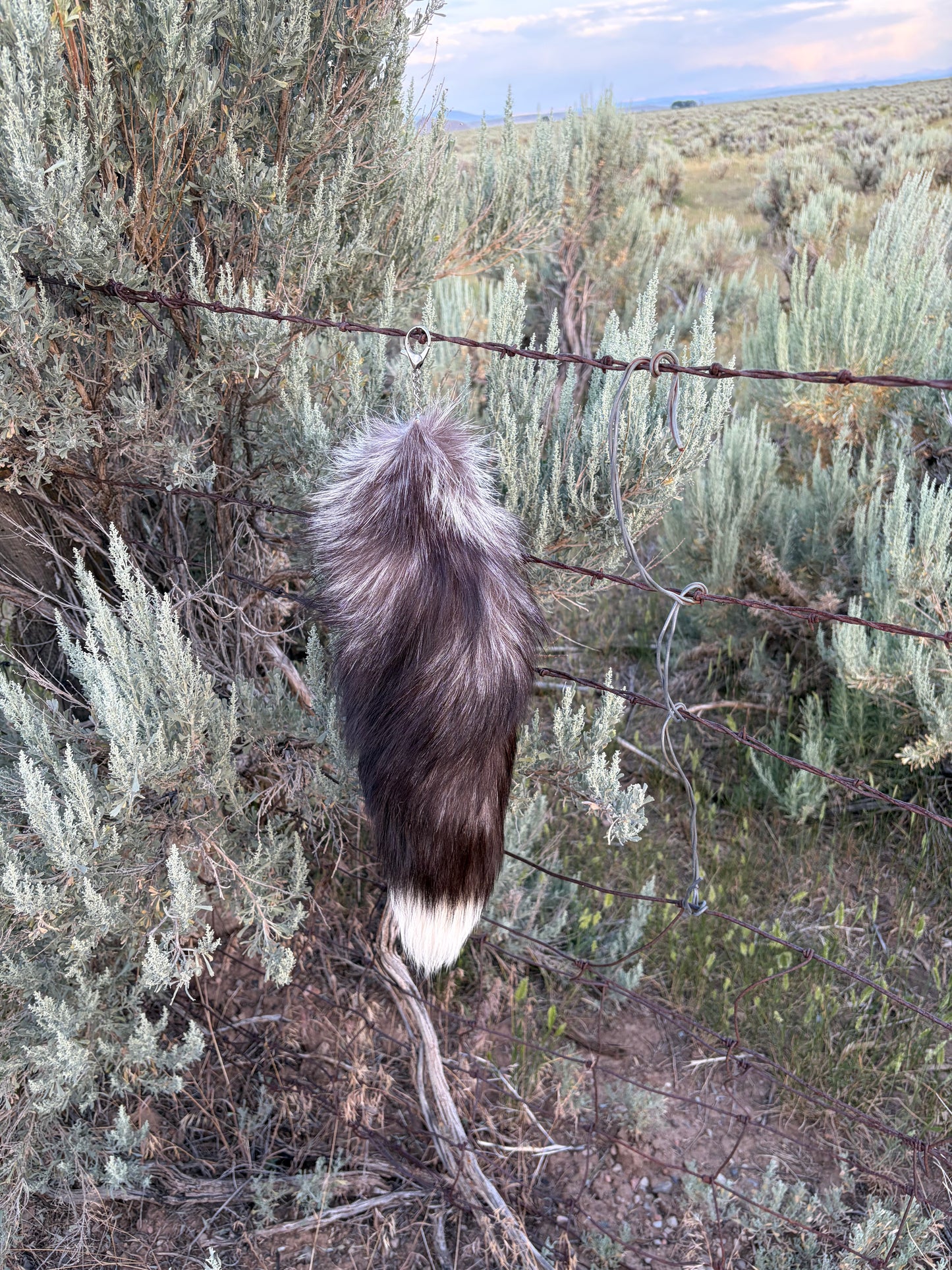 Large Tail