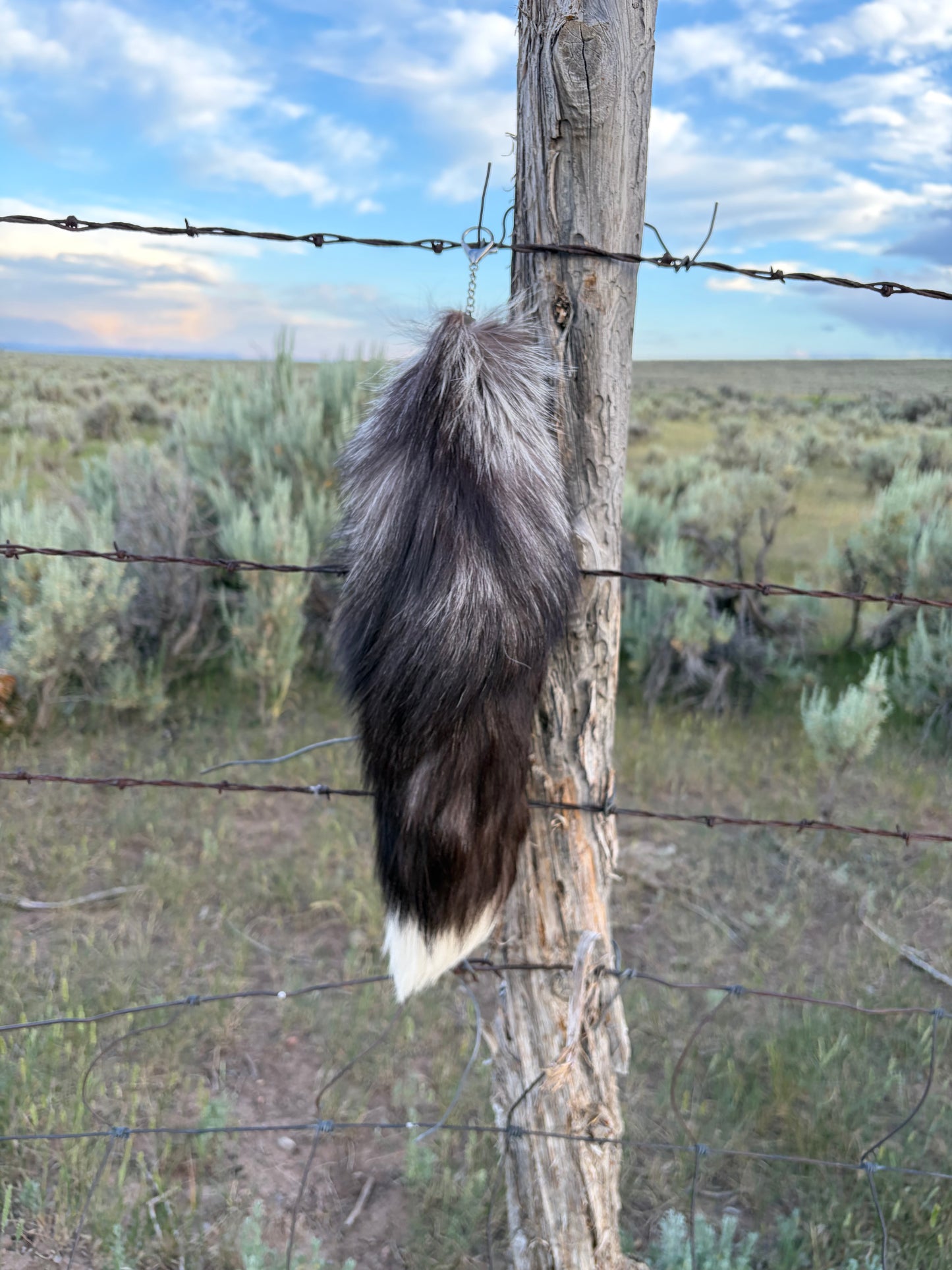 Large Tail