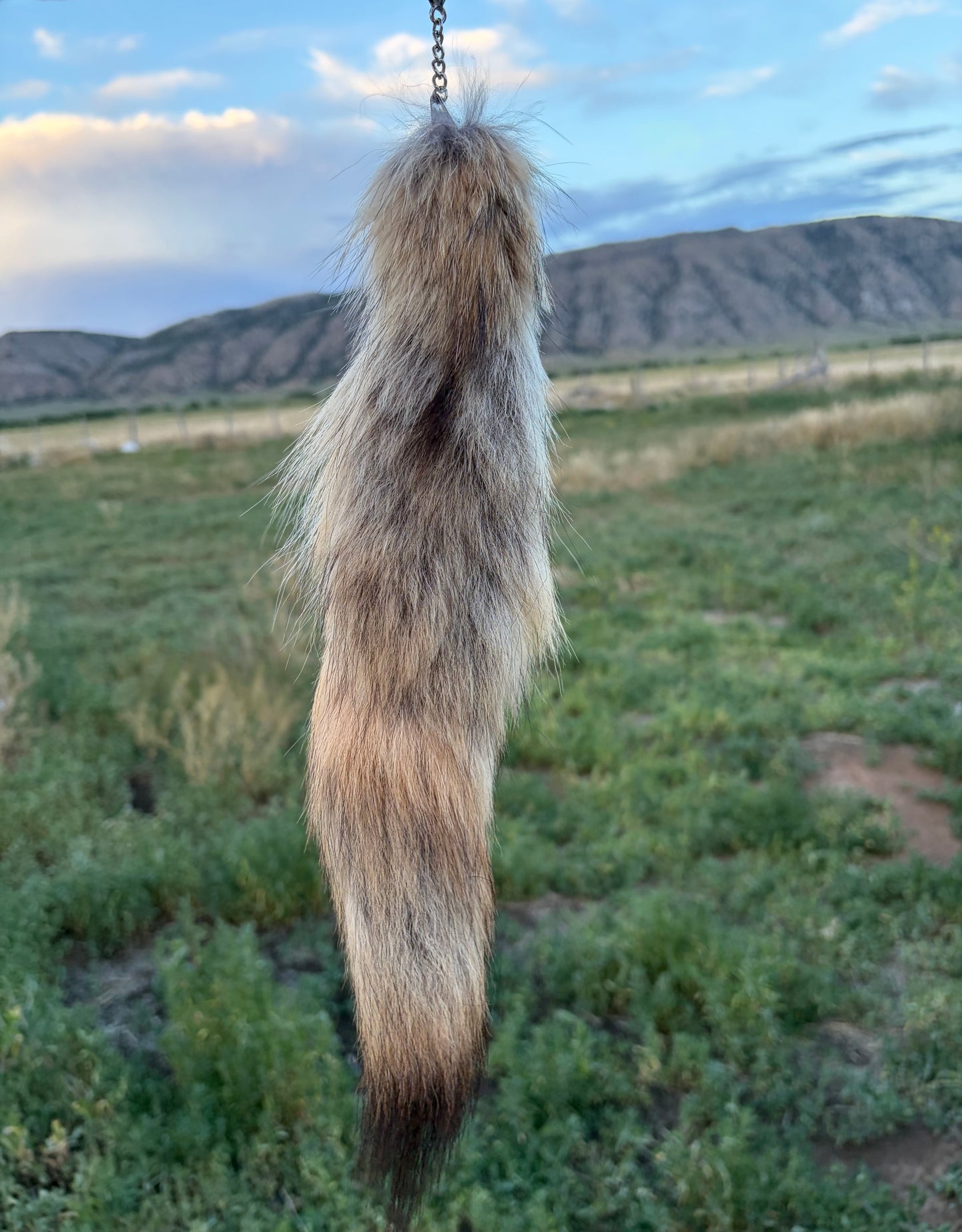 Medium Tail - Lighter
