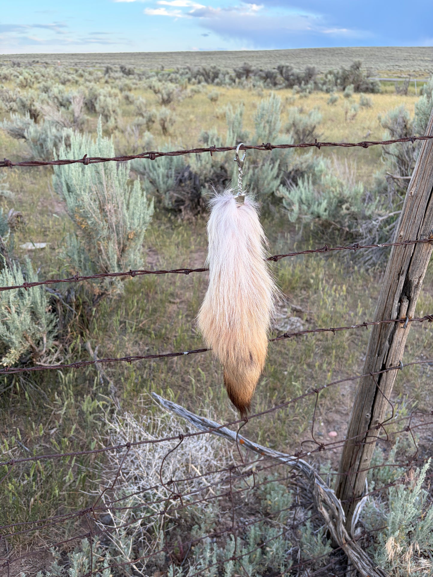 Medium Tail - Lighter